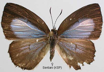 Philiris Innotata Papua Insects Foundation (Lepidoptera/Lycaenidae/Lycaeninae(Philiris ...